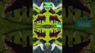 creative  wildlife photography /Nature and wildlife photography
