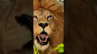 Lion Manes & Aztec Prophecy: Wild Animal Facts! #shorts #lion #cute #love #animalshort #factsshorts