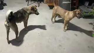 Group dog comes to play funny at night time so happy dogs neighbors #dog #puppies #breeding