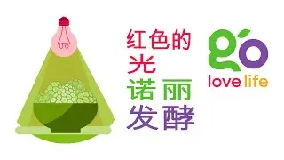 LoveBiome 红灯诺丽发酵 - 专利 - 诺丽果汁的下 - 级