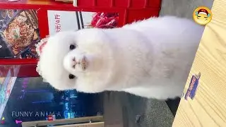 Funny Animal Moments Tiktok 🦙 Alpaca Spitting 🦮 Angry dog vs Mirror fight