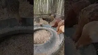 Future Hens: Building the Next Generation of Chickens