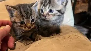 cats & some tf2 vsh
