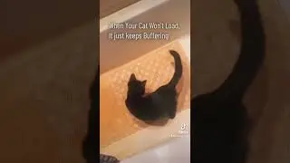 When your cat keeps buffering