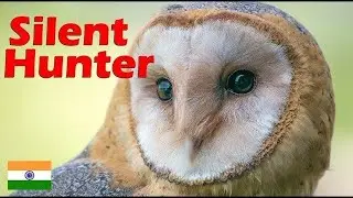 WILD OWL🦉(BIRD) DISCOVERY IN  4K WITH UltimateAnimal Explore the wild world 🌍 हिंदी 