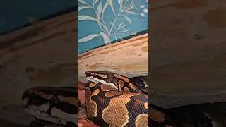 Ball python Kerala #exotic #exoticpetshop #greeniguapetshop #ballpython #pets #petshopkerala #viral