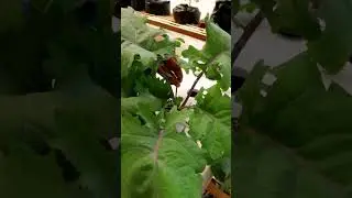 Petik sayur kale red russian di mini green house