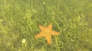 Dominican Republic beautiful Fauna and Fish