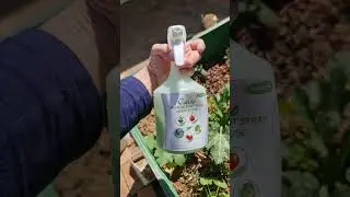 This is the natural bug spray I use