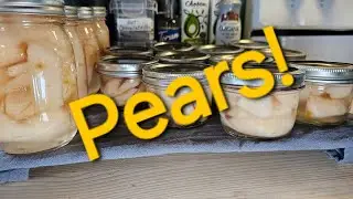 Canning Pears in simple syrup