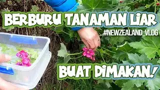 Panen Sayur Liar | Sayur Gratis Pinggir Jalan