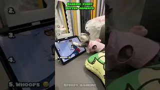 Ranking Funny Kitten Moments 🐈😂 #cat #kitten #tiktok #shorts