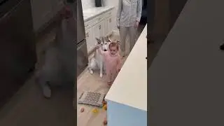 Kids Playing With Cute Animals 🐶🐱 | Funny & Adorable Moments#funnyclips  #dogshorts #babyhazel#elon