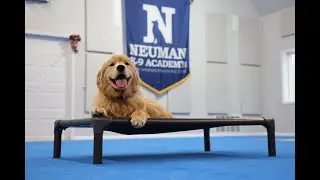 Romy (Golden Retriever) Puppy Camp Dog Training Video Demonstration