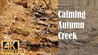 Calming Autumn Creek | Natural Ambient Sounds for Sleep, Study, and Meditation