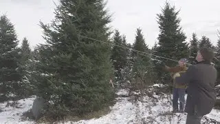 Fresh cut tree sales remain strong