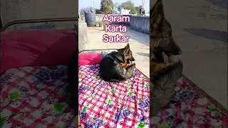today dog new video sath dog playing video dog training video #german shepherd #song today #yshorts