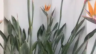 Semi Leafless Orange Bird of Paradise