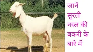 सुरती बकरी के बारेमें महत्त्वपूर्ण जानकारी।#goat #bakripalan #goatfarming #बकरी #goatfarminginindia