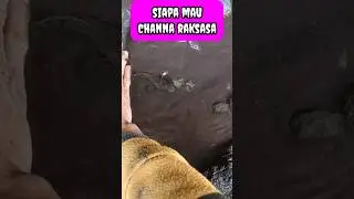 ASTAGA! ADA CHANNA RAKSASA - IKAN CHANNA #shorts #channa #limbata #viral