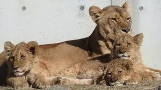 ヘソ天で超リラックスするベガ🐱デン・アル・ベガ 仔ライオン3兄妹 Part⑨【のんほいパーク】