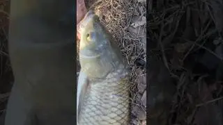 mutant fish from power plant Lake 1-10-26  
