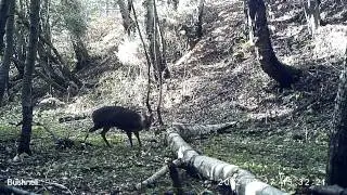 Muntjac buck sniffs a log Bushnell Trophycam HD 119477 Pt.1