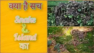 क्या है Snake Island 🏝️ का रहस्य।। August 18, 2022#viral #short #snake #snakevideo #snakiland