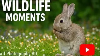 Cute Rabbit in Nature | Wildlife Photography Moments | Arif Photography BD #wildlifephotography 