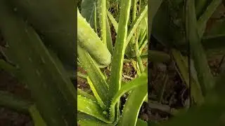 Clade:MonocotsAsparagales, Fml:shodelaceae Subfamily :Aphodeloideae   Gens:Aloe, Species:Aloevera