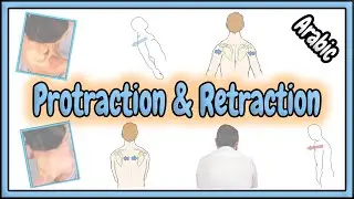 34. Protraction & Retraction Terms || مصطلحات البروز الوجهي و الإنكماش