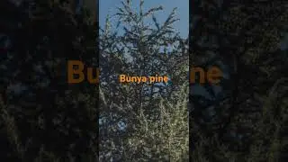 Bunya pine