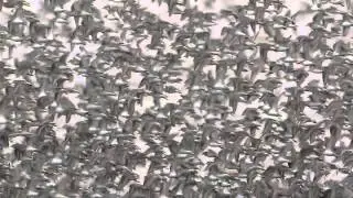 Semipalmated Sandpiper Migration - a movie