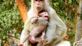 Baron Crying Convulsive! Why Brigete Steal Baby Baron Like this! Brianna Try Help Baby!