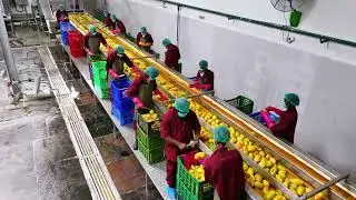 Paiyur Group - Mango Pulp and Concentarte
