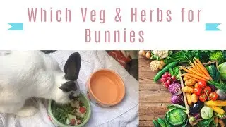 Which Veggies & Herbs Can Bunnies Eat?