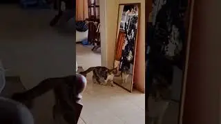 #funny #funiestvideo#funnyshort#viral 🤣😂
