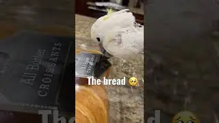 Not again 😫 #shortsvideo #kiwi #bird #parrot #pet #babykiwi #cockatoo #journey #viral