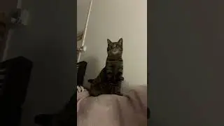 Mini #cat #cute #tabbycat #biscuit #soft #shorts #shortvideo #paws #fyp #explore #foryou #ytshorts