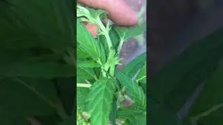 Seguimiento weed LST + poda apical cultivo guerrilla regulares + autoflorecientes marihuana exterior