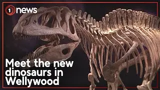 Dinosaurs of Patagonia stampeding onto centre-stage at Te Papa | 1News