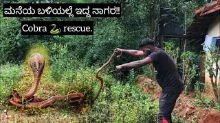 Heroic Snake Rescue