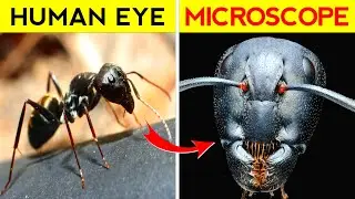 Things Under Microscope | Facten