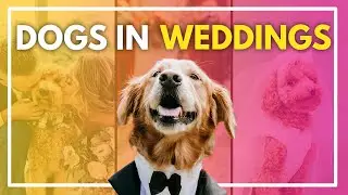How to Have a Pet-Friendly Wedding (Without the Chaos) - Bridechilla 487