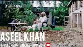 aseel old blood original | Biggest Aseel Farm In Pakistan | aseel chickens farm