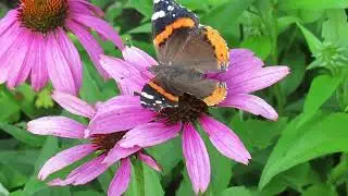Echinacea, Kitchener, Ontario - clip 1135