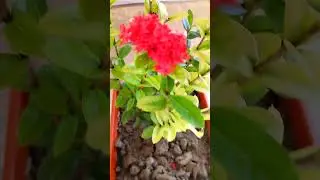 Flower tree #foryou #flowertree #trending #viralshorts #highlights #everyone #youtube @YouTube