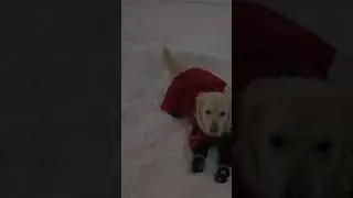 walking the winter Storm!! #canadianwinter #canadalife #canadadiaries #puppy #snowday
