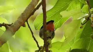 Mistletoebird 05082023