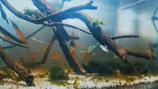 5 gallon aquarium of native indian fish dwarf golden Barb and Zebra danio. #fish #aquarium #biotope